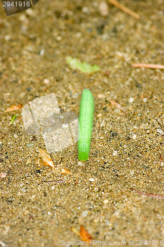 Image of Caterpillar