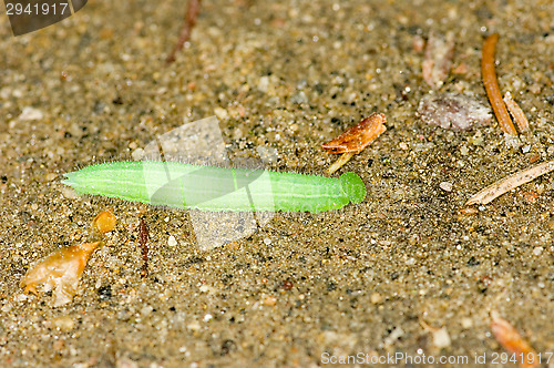 Image of Caterpillar