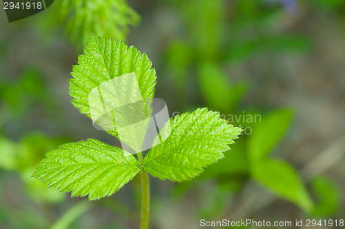 Image of Plant