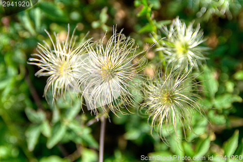 Image of Blossoms