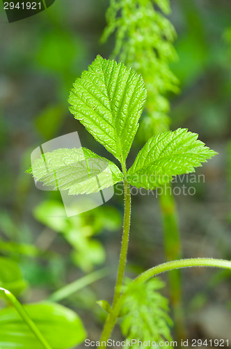 Image of Leafs