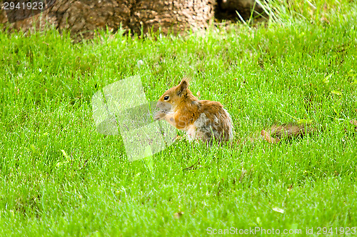 Image of Squirrel