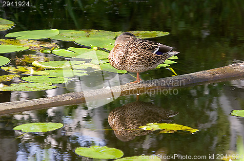 Image of Duck