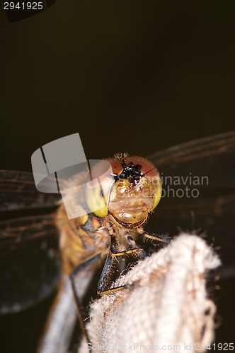 Image of Dragonfly