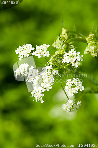 Image of Flowers
