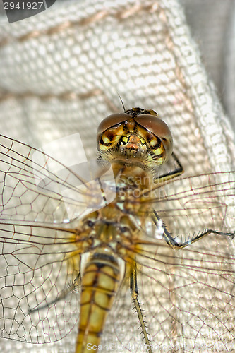 Image of Dragonfly