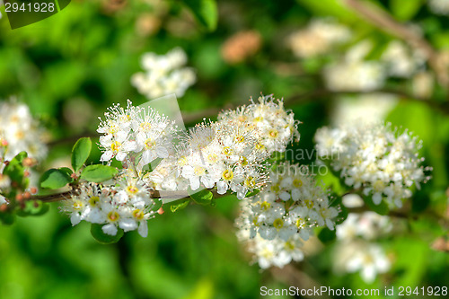Image of Blossoms