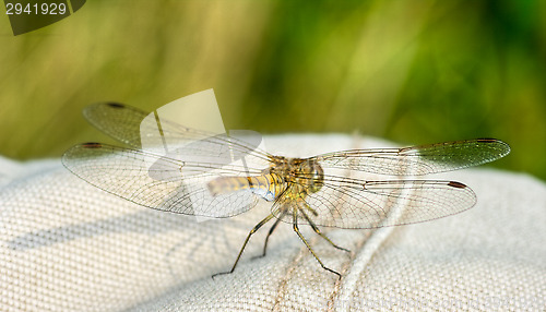 Image of Dragonfly