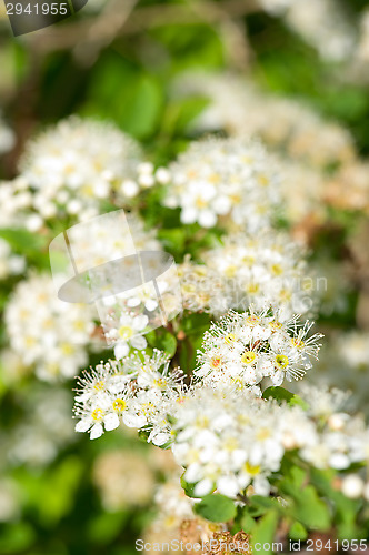 Image of Flowers