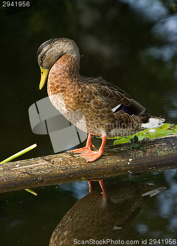 Image of Duck