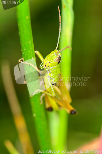 Image of Grasshopper