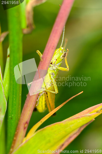 Image of Grasshopper