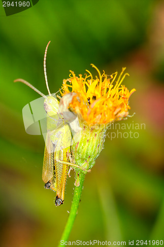 Image of Grasshopper