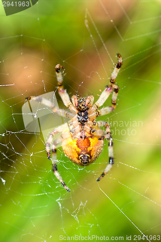 Image of Spider