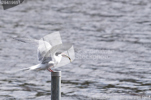 Image of Tern