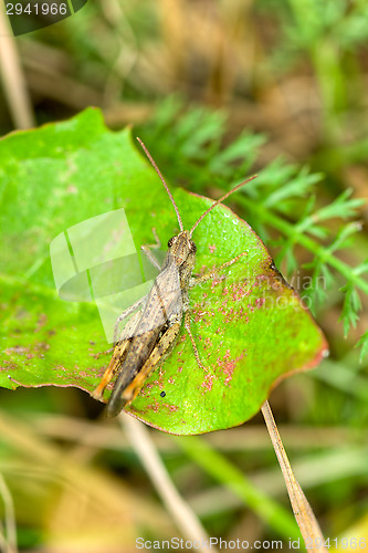 Image of Grasshopper