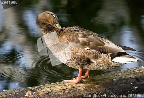 Image of Duck