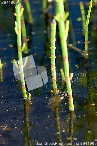 Image of Plant