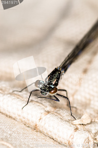 Image of Dragonfly