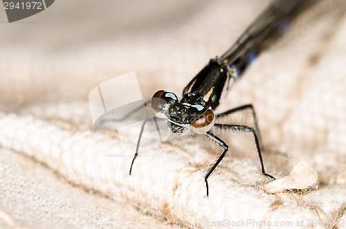 Image of Dragonfly
