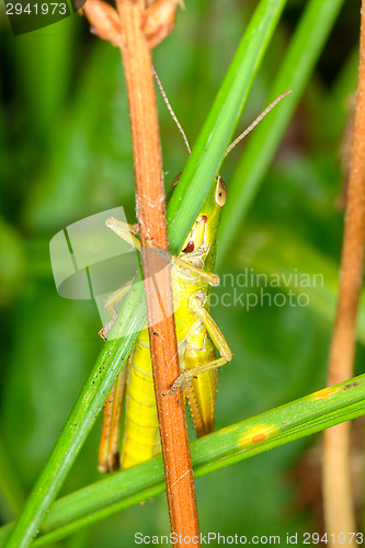 Image of Grasshopper