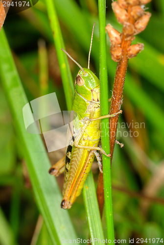 Image of Grasshopper