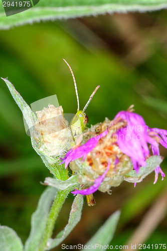 Image of Grasshopper