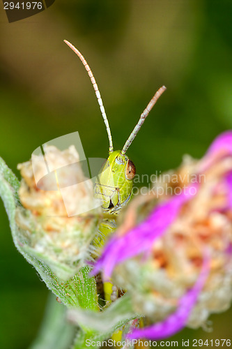 Image of Grasshopper