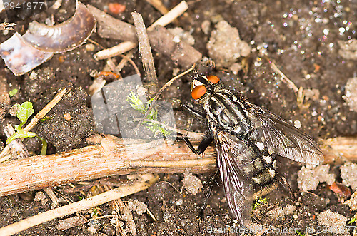 Image of Fly