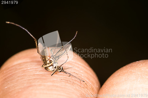 Image of Mosquito