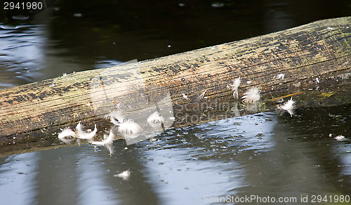 Image of Feather