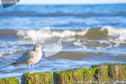 Image of Groin in the Baltic Sea with gull