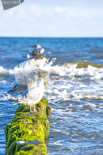 Image of Groin in the Baltic Sea with gulls