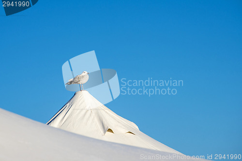 Image of Gull on a tent