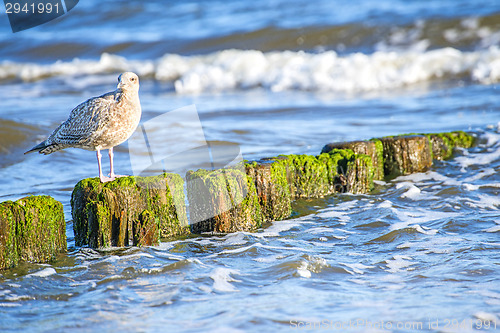 Image of Groin in the Baltic Sea with gull