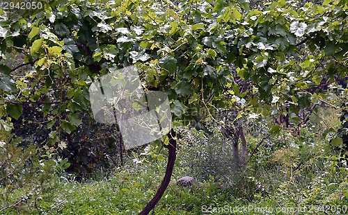 Image of Grape in the vineyard