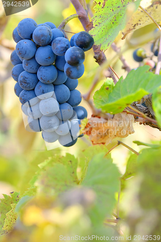 Image of Red grapes on a vine