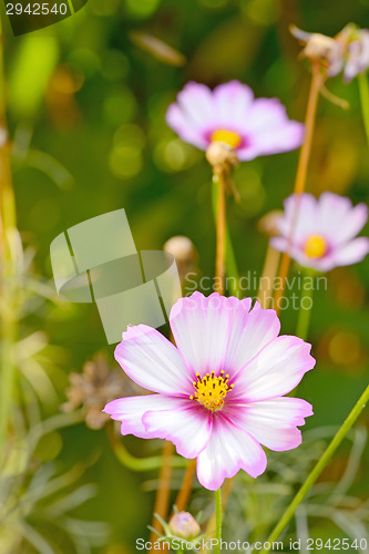 Image of Cosmos bipinnatus flower 