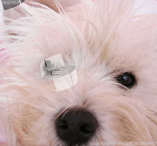 Image of Westie portrait