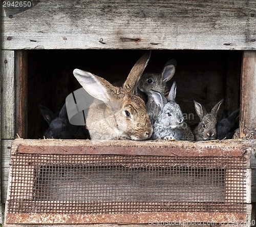 Image of Mother rabbit with newborn bunnies