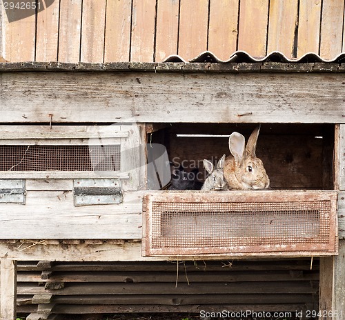 Image of Mother rabbit with newborn bunnies