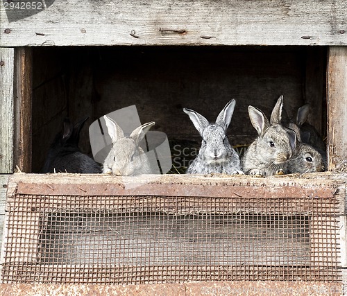 Image of newborn bunnies in cages