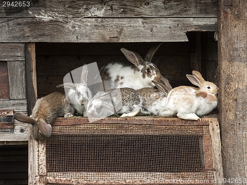 Image of Mother rabbit with newborn bunnies