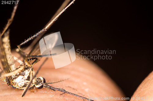 Image of Mosquito