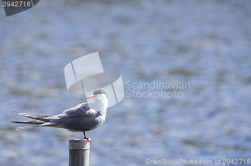 Image of Tern