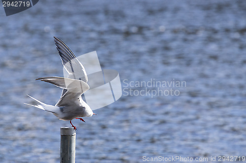 Image of Tern