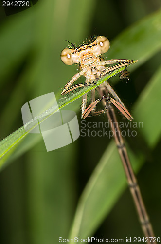 Image of Dragonfly