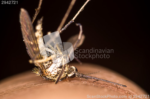 Image of Mosquito