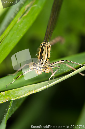 Image of Dragonfly