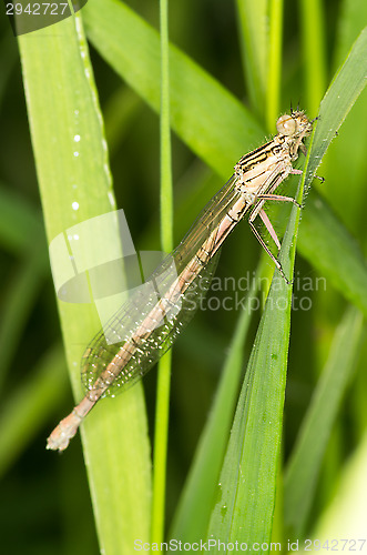 Image of Dragonfly